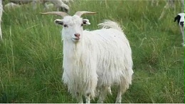 赤峰昭乌达羊绒：羊绒原料的好与坏差别在哪里？