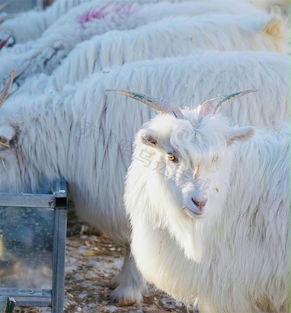 羊绒衫厂家养殖山羊
