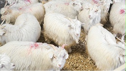 羊绒衫生产厂家在收羊绒原料时一般选择什么品种的山羊？